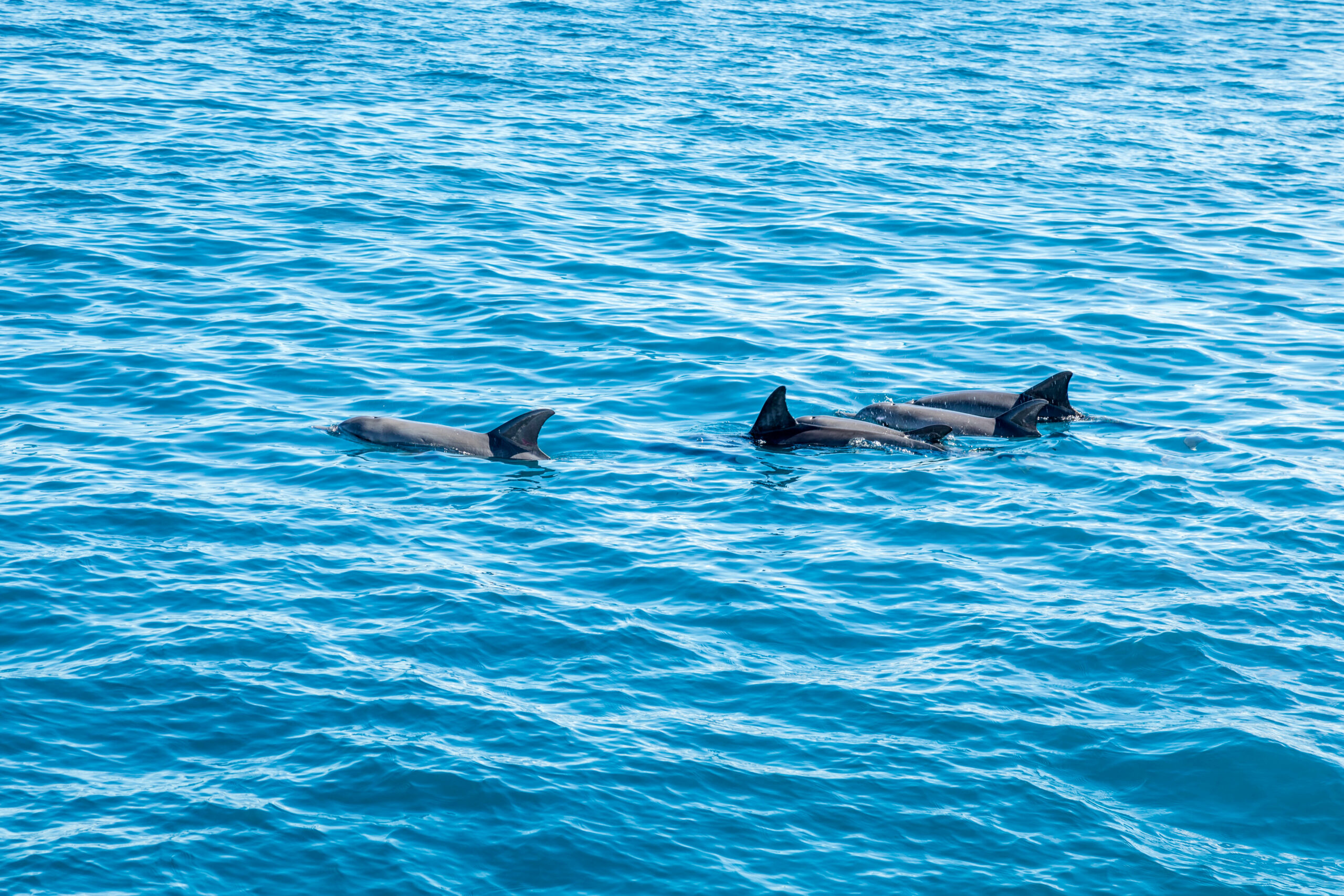 sortie dauphins la reunion 974 / LE MALOYA